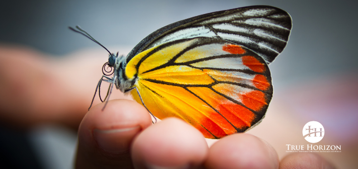 The Beauty of a Butterfly