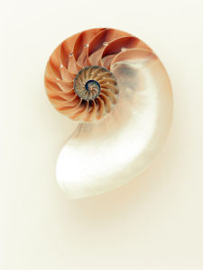 design in a Chambered Nautilus Shell