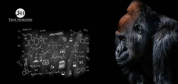 Gorilla looking at science data Evolution is a myth